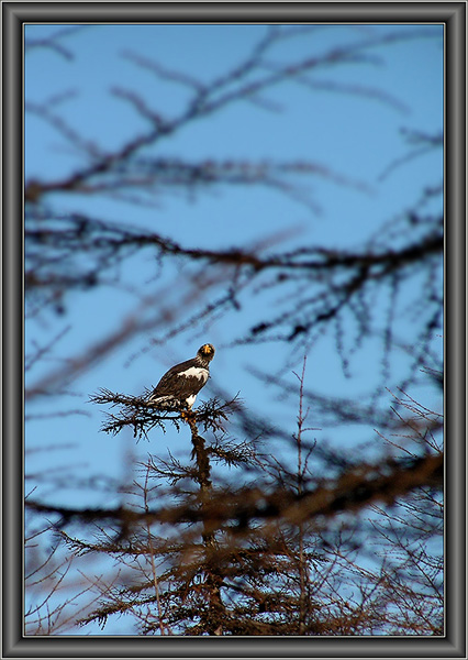 фото "The Master of the Northern Sky" метки: природа, пейзаж, дикие животные, лес