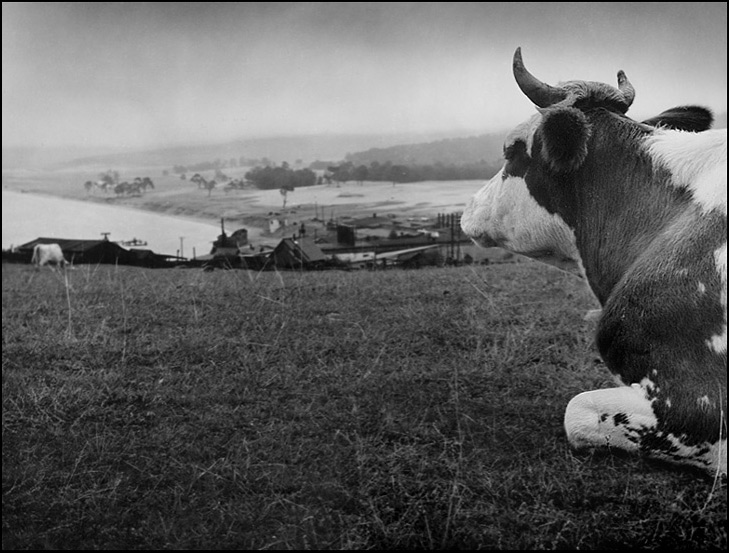 photo "Pastoral in B&W" tags: black&white, nature, 