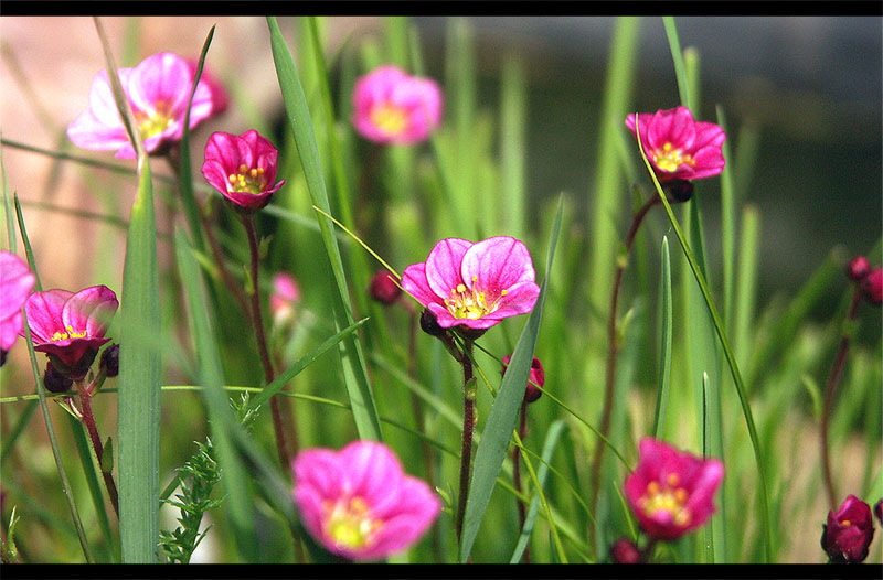 фото "Один весенний день из жизни мха" метки: макро и крупный план, природа, цветы