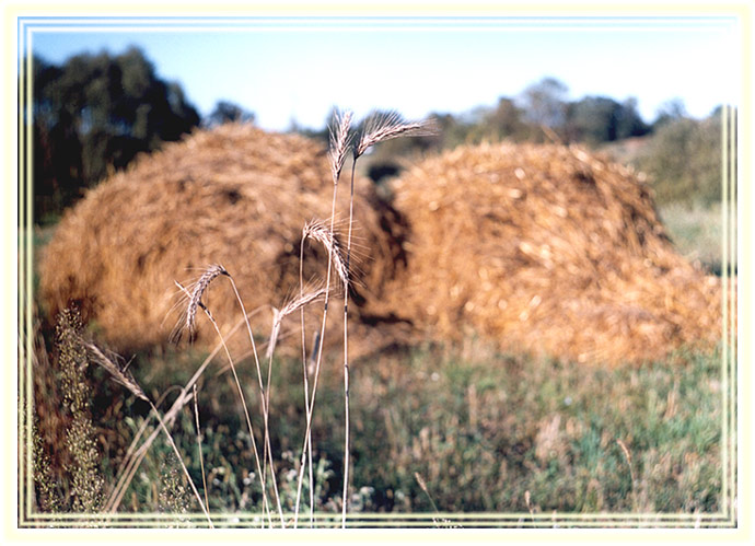 photo "***" tags: landscape, autumn