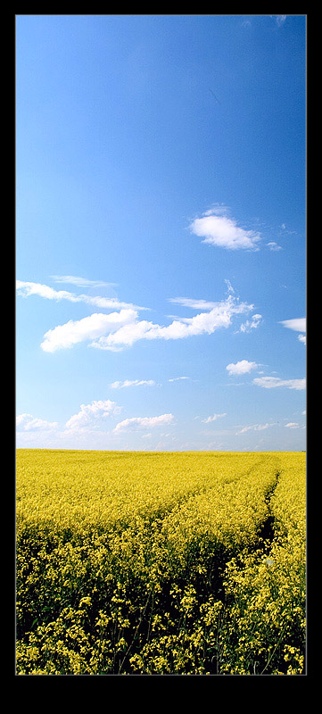 photo "Yellow Road" tags: nature, landscape, flowers, spring