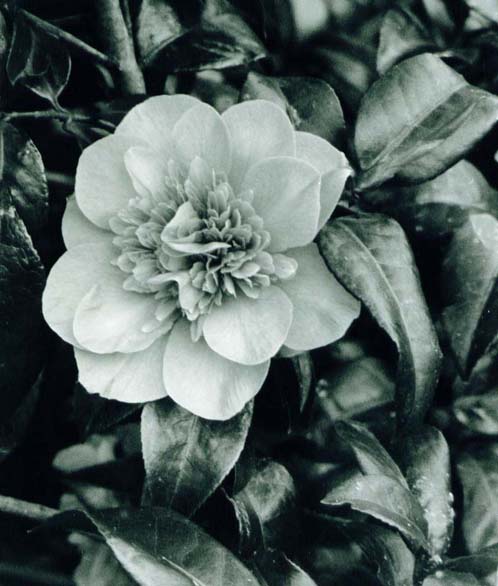 фото "Black&White Camelia" метки: природа, цветы