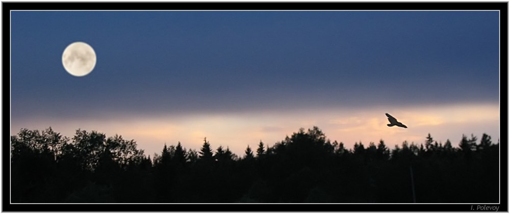 photo "Night. The moon. A bird." tags: landscape, night