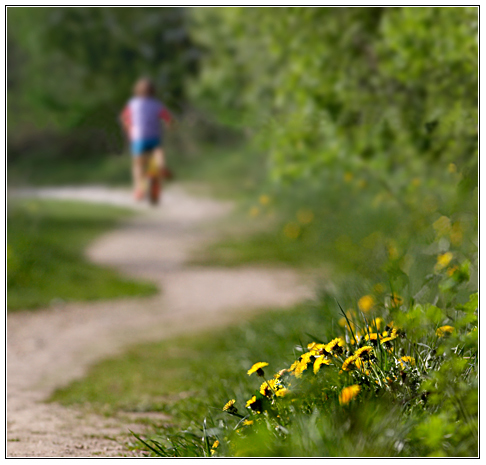 photo "About dandelions..." tags: genre, misc., 