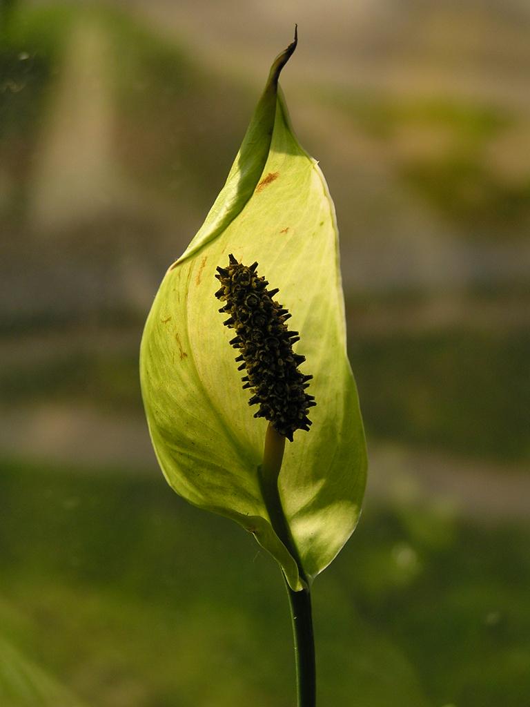 photo "The Candle" tags: macro and close-up, nature, flowers