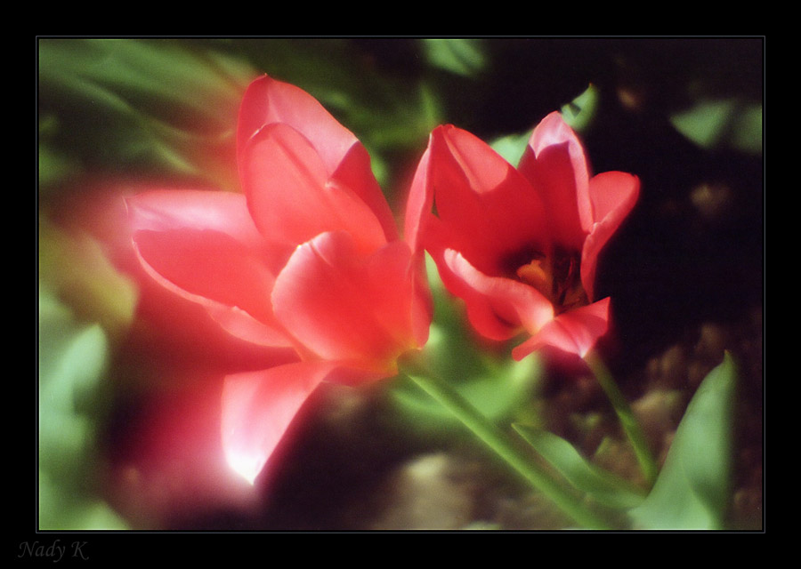 photo "Floret Scarlet and its small daughter..." tags: nature, flowers