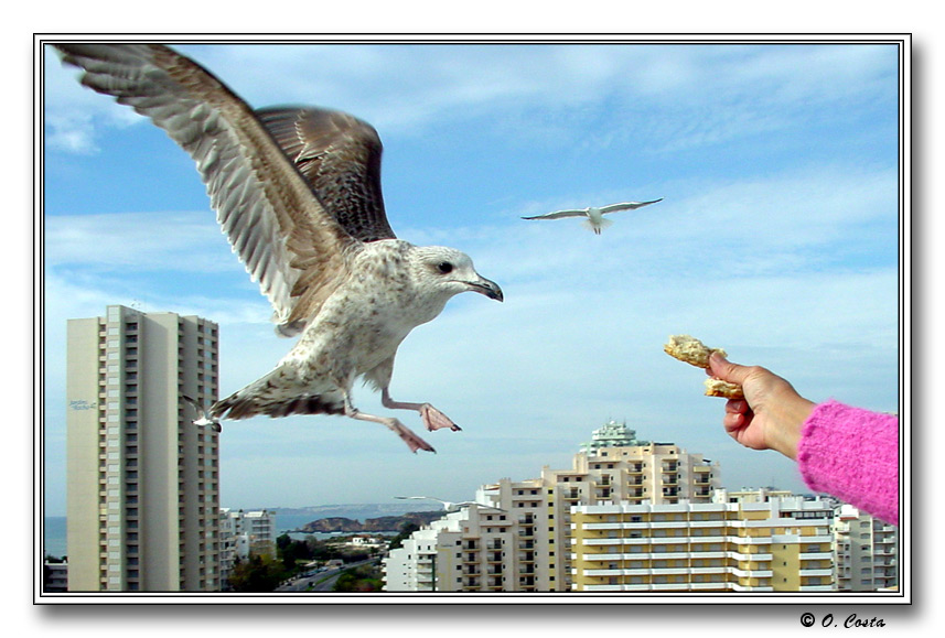фото "Feeding the animal !!! #2" метки: природа, путешествия, Европа, дикие животные
