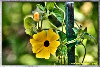 photo "My Little Yellow Flower !" tags: macro and close-up, nature, flowers