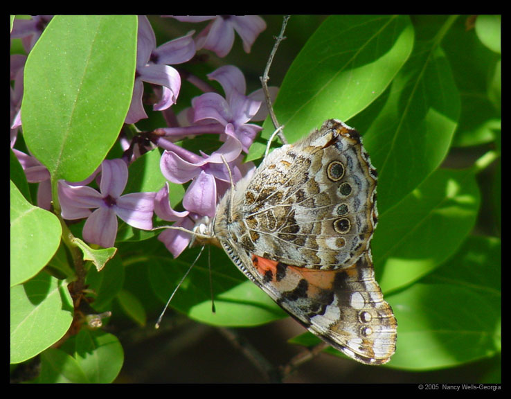photo "butterfly and lilacs" tags: nature, flowers, insect