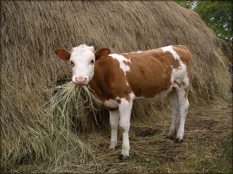 photo "Tasty, but little" tags: nature, pets/farm animals