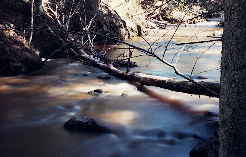 photo "+++" tags: landscape, forest