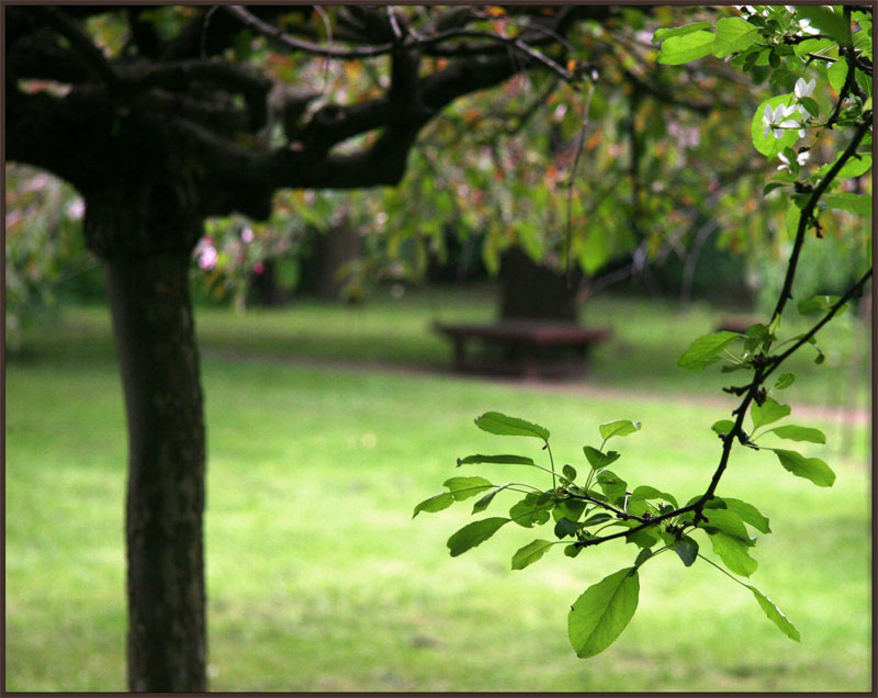 photo "The Japanese garden" tags: montage, landscape, spring