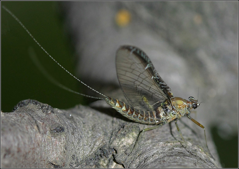 photo "Wings, legs, tails ^)" tags: macro and close-up, nature, insect