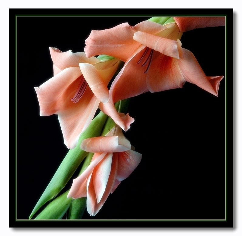 photo "arching gladioli" tags: nature, flowers