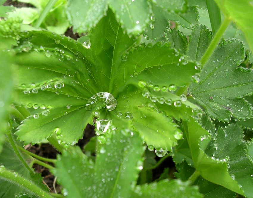 photo "Dew" tags: nature, macro and close-up, flowers