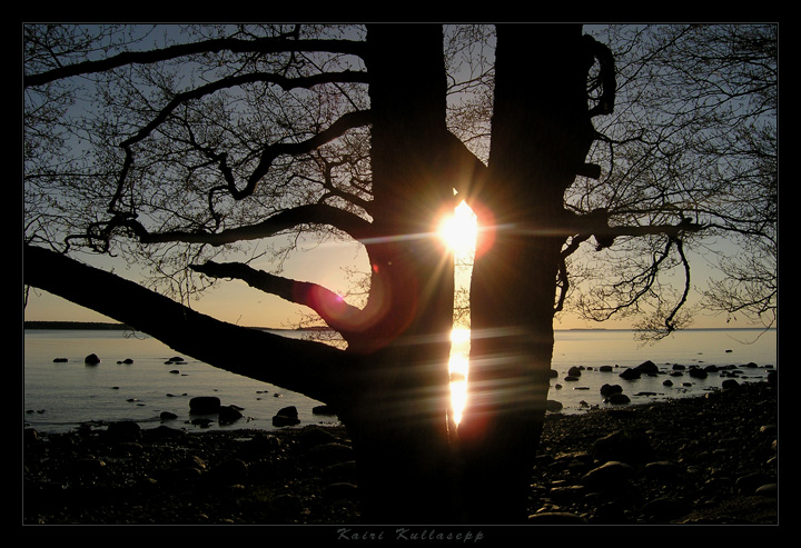 photo "Sunset and the tree" tags: landscape, sunset, water