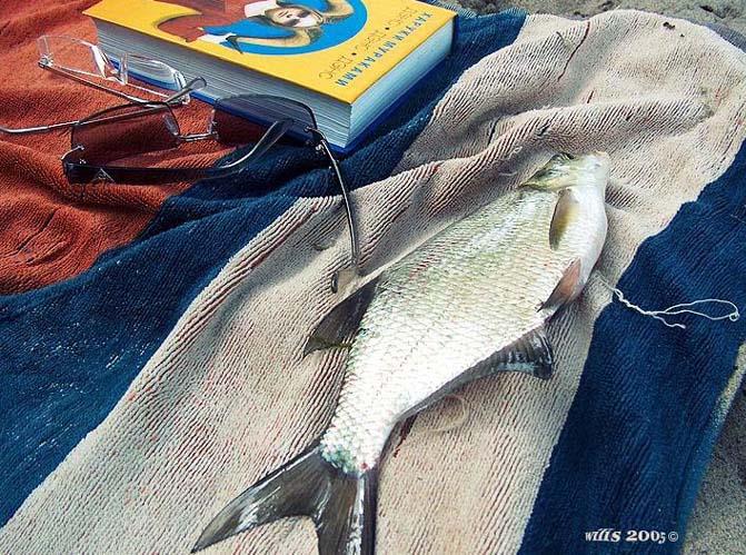 photo "Still-life with a fish" tags: still life, 