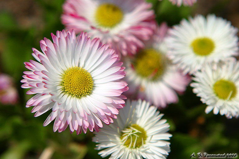 photo "Daisy" tags: macro and close-up, nature, flowers