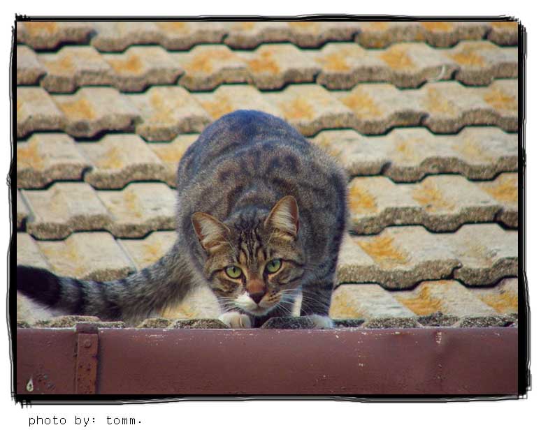 photo "Fiddler on the roof" tags: nature, pets/farm animals