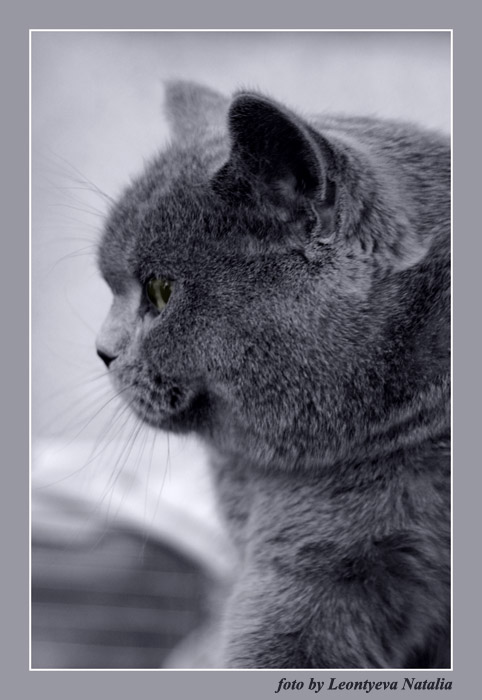 фото "Хмурый кот" метки: природа, портрет, домашние животные