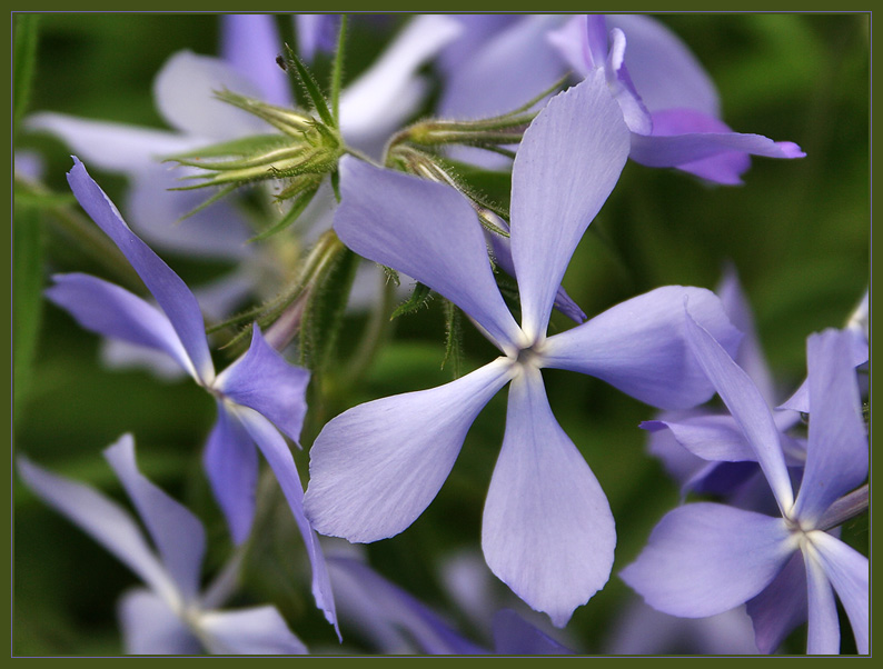 photo "Untitled photo" tags: nature, macro and close-up, flowers