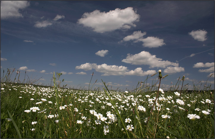 photo "The summer is fast..." tags: nature, landscape, flowers, summer