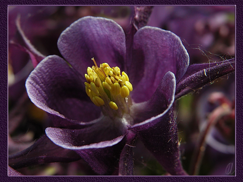photo "Lilac-yellow macro" tags: macro and close-up, nature, flowers