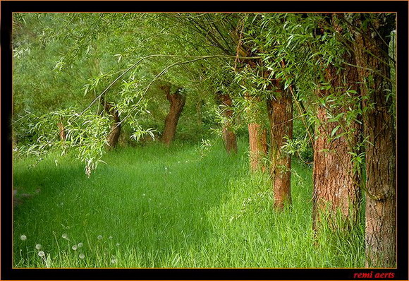 photo "green trees" tags: landscape, nature, flowers, spring