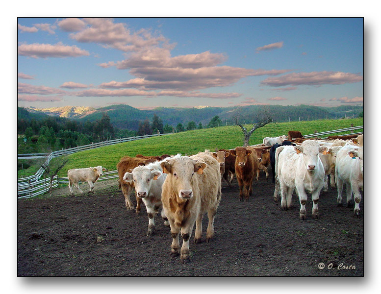 фото "Cattle" метки: природа, путешествия, Европа, домашние животные