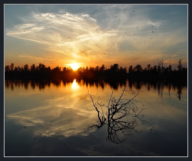 photo "Sundown picture with the flooded tree" tags: landscape, sunset, water