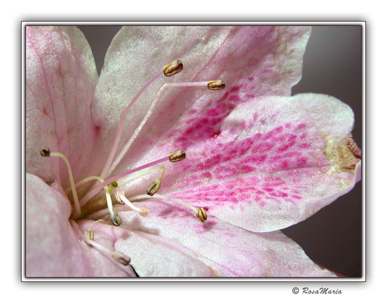 photo "about pistils #8" tags: macro and close-up, nature, flowers