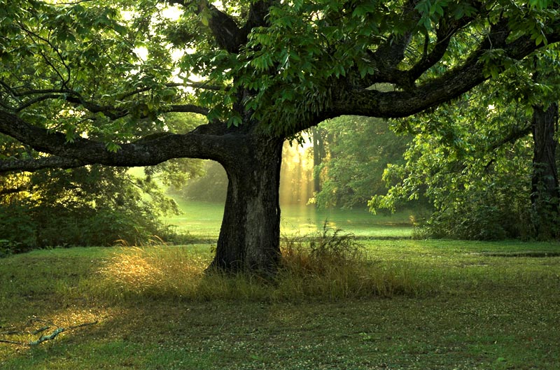 фото "Old Oak" метки: природа, пейзаж, лето, цветы