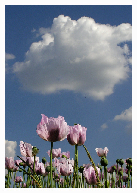 photo "Flowers of poppy" tags: nature, landscape, flowers, summer