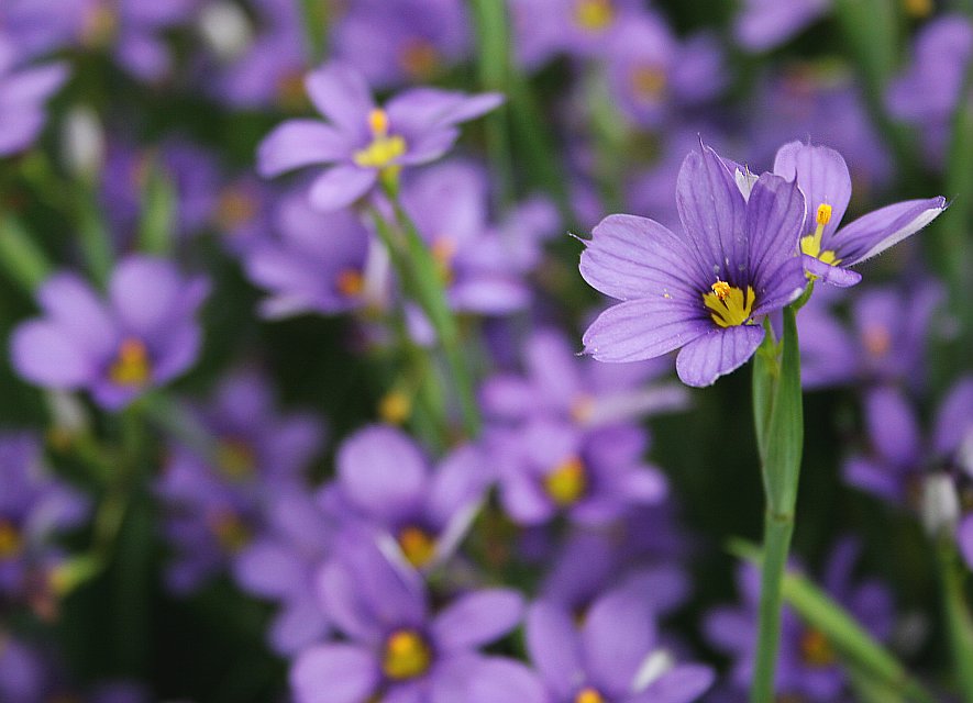 photo "Blue-eyed grass" tags: nature, macro and close-up, flowers