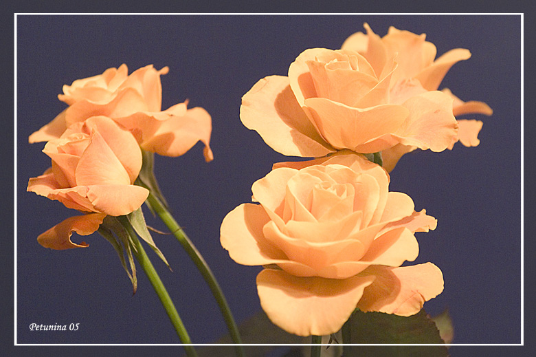 photo "Roses" tags: macro and close-up, 