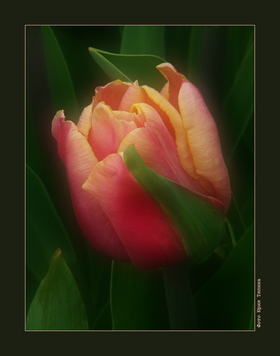 photo "A Tulip for Yulia" tags: nature, flowers