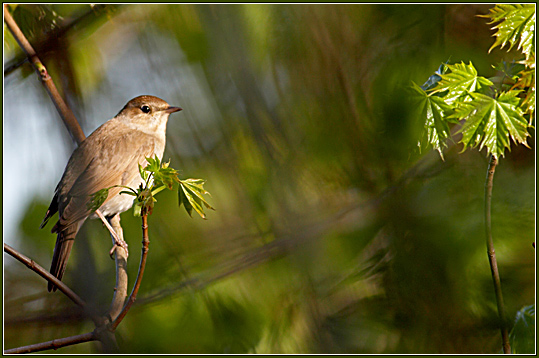 photo "About a nightingale..." tags: nature, wild animals