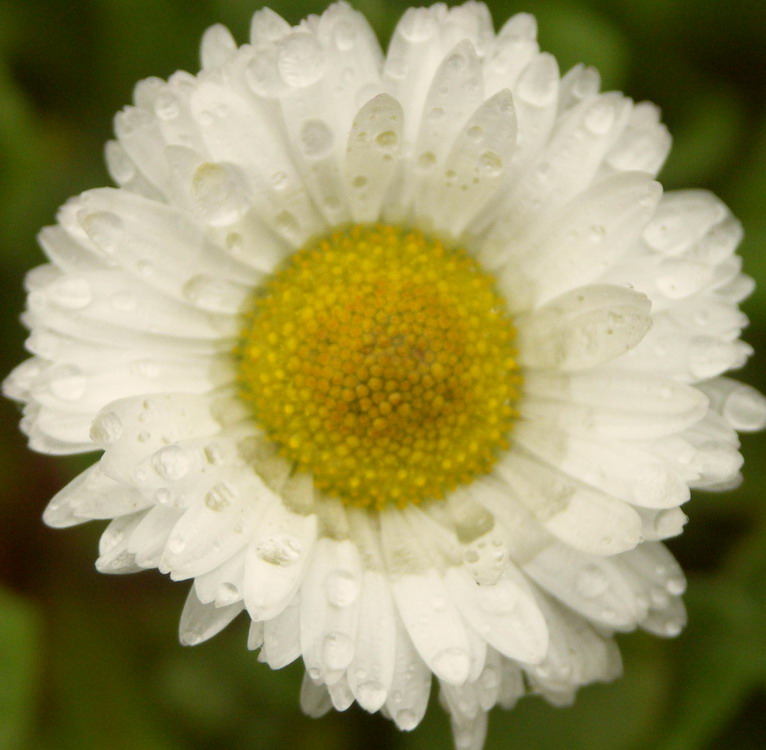 photo "Tenderness" tags: macro and close-up, nature, flowers