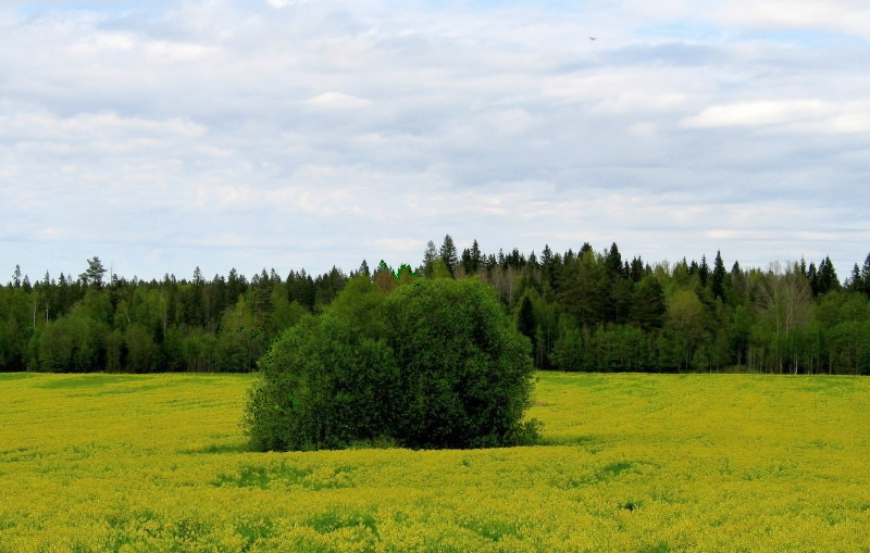 photo "Lupine" tags: landscape, nature, flowers, forest