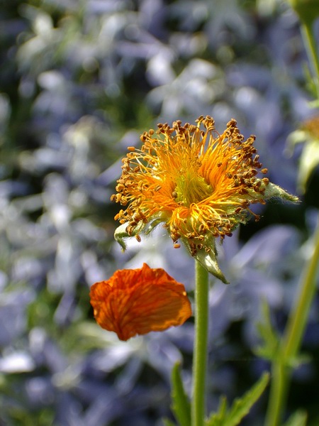 photo "Lonely Orange" tags: nature, macro and close-up, flowers