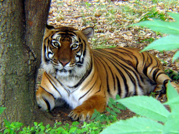 photo "Tiger at Rest" tags: nature, wild animals