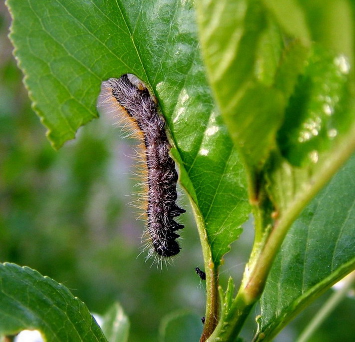 photo "Untitled photo" tags: macro and close-up, nature, insect