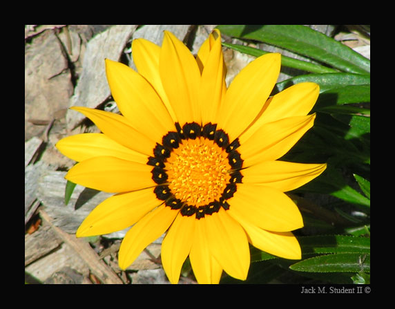 photo "yellow flower" tags: nature, flowers