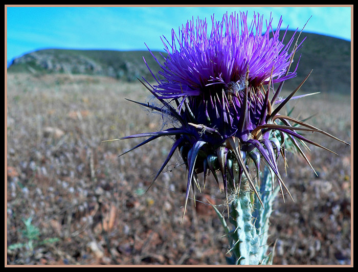 photo "Thistle" tags: nature, flowers