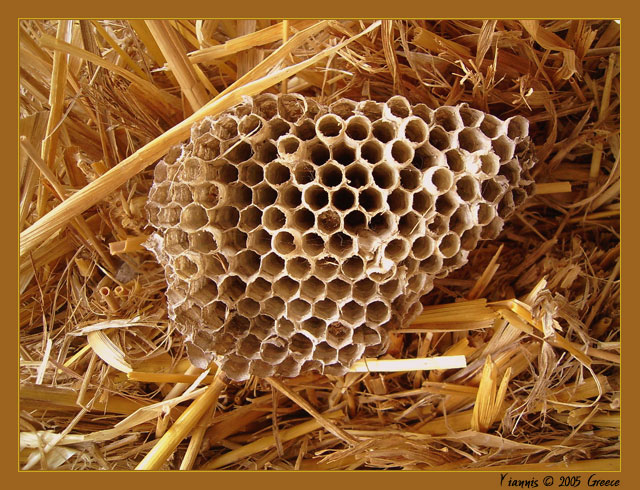 photo "wasp's nest" tags: nature, still life, wild animals
