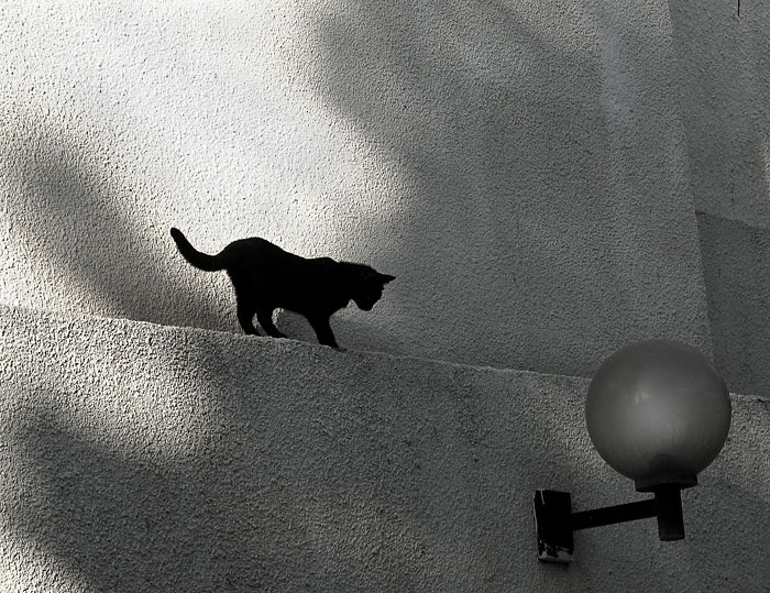 photo "black cat" tags: nature, pets/farm animals