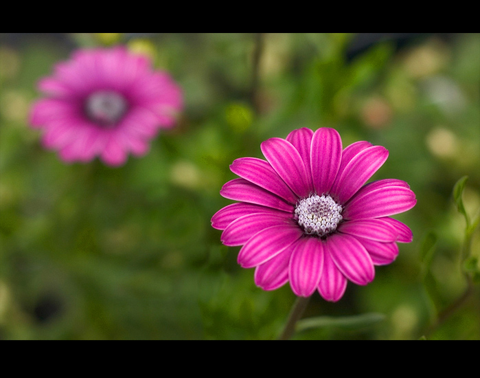 фото "pretty in pink" метки: разное, 