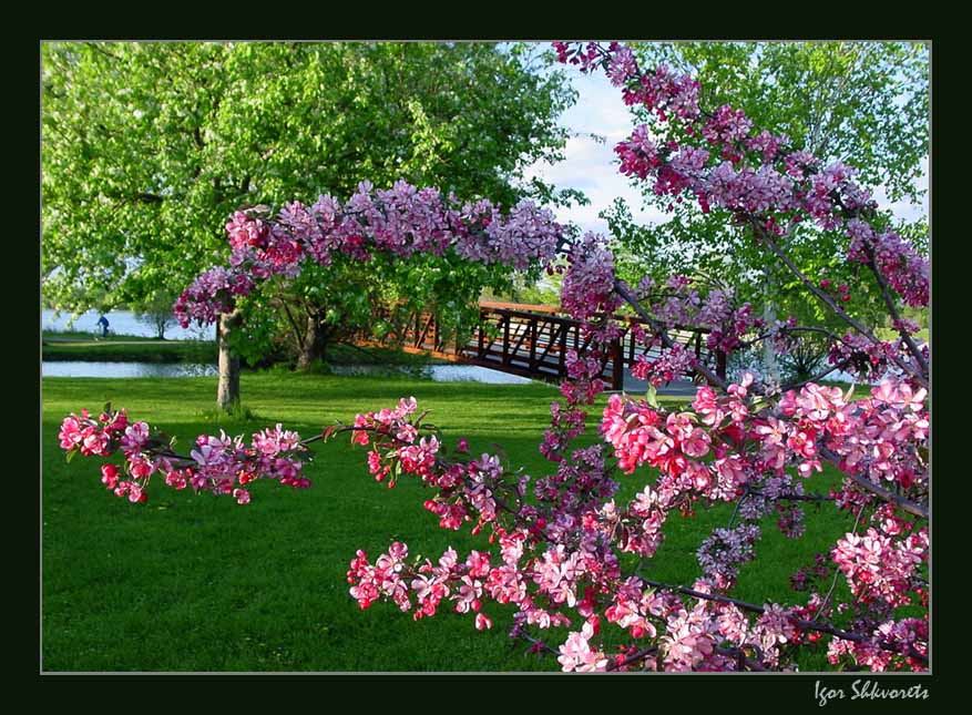 фото "Мостик в лето" метки: пейзаж, природа, весна, цветы