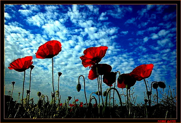 photo "red in bleu sky" tags: landscape, nature, clouds, flowers