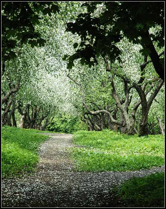 photo "Apple garden" tags: landscape, misc., spring